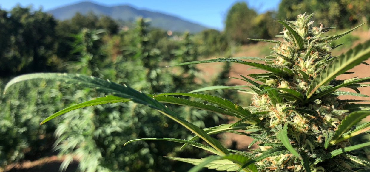 Guida coltivazione marijuana outdoor: tutto quello che c’è da sapere