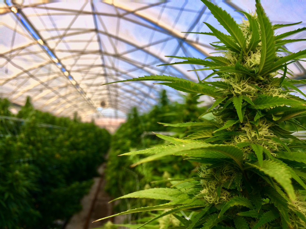 Come e perché coltivare marijuana in serra: guida pratica alla scoperta dei vantaggi della coltivazione in serra