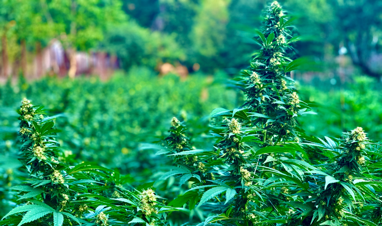 Guida coltivazione marijuana outdoor: tutto quello che c’è da sapere